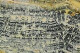 Proterozoic Columnar Stromatolite (Asperia) Slab - Australia #351979-1